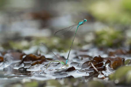 Damselflies are one type of dragonflies, they are found in many watery areas usually on the banks of...