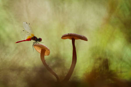 Damselflies are one type of dragonflies, they are found in many watery areas usually on the banks of rivers, lakes or swamps, at certain hours they mate and can be more than a pair.の写真素材