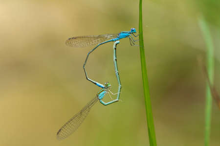 Damselflies are one type of dragonflies, they are found in many watery areas usually on the banks of...