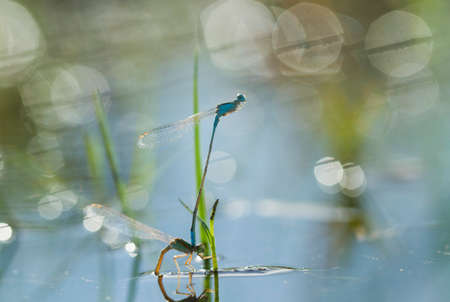 Damselflies are one type of dragonflies, they are found in many watery areas usually on the banks of rivers, lakes or swamps, at certain hours they mate and can be more than a pair.の写真素材