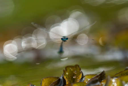 Damselflies are one type of dragonflies, they are found in many watery areas usually on the banks of...