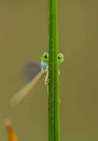 Damselflies are one type of dragonflies, they are found in many watery areas usually on the banks of...
