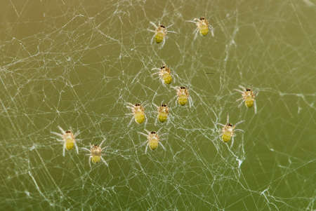 This baby spider comes out of its nest,it is very small and very large, when I found it the number of baby spiders may have thousands of tails and hang in their webs looking for a way out after comingの写真素材