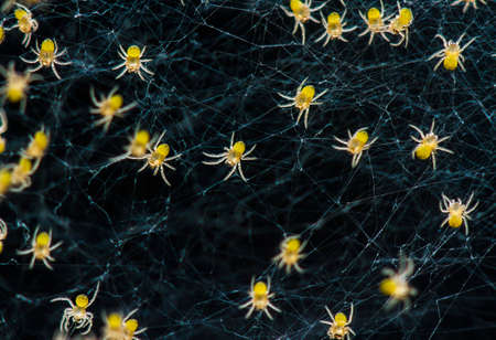 This baby spider comes out of its nest,it is very small and very large, when I found it the number of baby spiders may have thousands of tails and hang in their webs looking for a way out after comingの写真素材