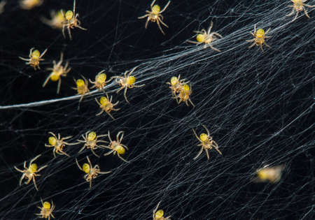 This baby spider comes out of its nest,it is very small and very large, when I found it the number...