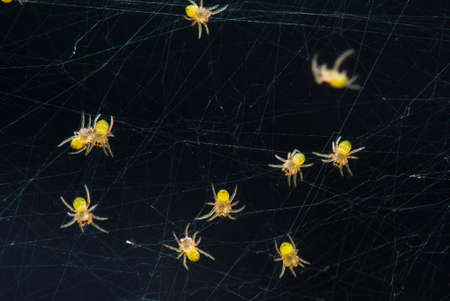 This baby spider comes out of its nest,it is very small and very large, when I found it the number of baby spiders may have thousands of tails and hang in their webs looking for a way out after comingの写真素材