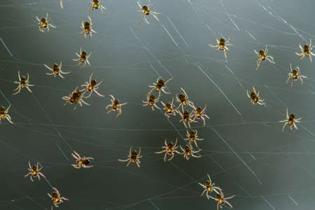 This baby spider comes out of its nest, it is very small and very large,when I found it the number...