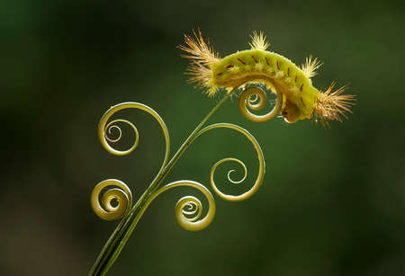 This caterpillar is very beautiful with beautiful feathers and very attractive colors. But behind her beauty she saves a little danger because her fur contains poison which when exposed to the skin.の写真素材