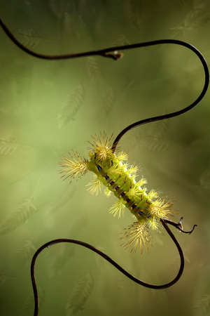 This caterpillar is very beautiful with beautiful feathers and very attractive colors. But behind her beauty she saves a little danger because her fur contains poison which when exposed to the skin.の写真素材