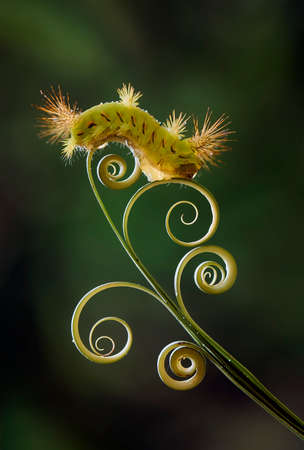 This caterpillar is very beautiful with beautiful feathers and very attractive colors. But behind her beauty she saves a little danger because her fur contains poison which when exposed to the skin.の写真素材