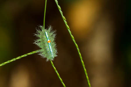This caterpillar is very beautiful with beautiful feathers and very attractive colors. But behind...