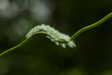 This caterpillar is very beautiful with beautiful feathers and very attractive colors. But behind...