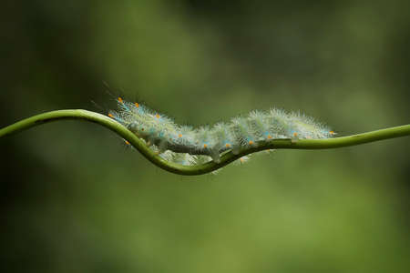 This caterpillar is very beautiful with beautiful feathers and very attractive colors. But behind her beauty she saves a little danger because her fur contains poison which when exposed to the skin.の写真素材
