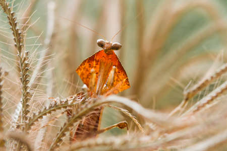 This brown mantis is very exotic with a unique neck like wings which is quite rare, usually lives in...