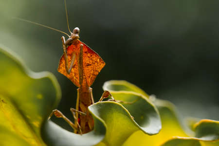 This brown mantis is very exotic with a unique neck like wings which is quite rare, usually lives in the forest and disguises itself among dry leaves.の写真素材