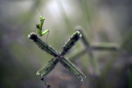this is the type of mantish that is most often found, they are very tame so easy to photograph, this...