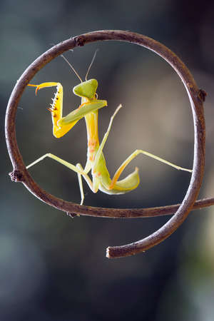 this is the type of mantish that is most often found, they are very tame so easy to photograph, this praying mantis also has a unique and beautiful pose.の写真素材