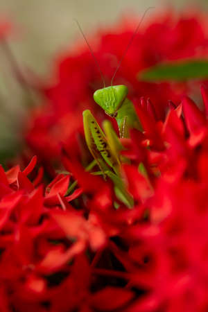 this is the type of mantish that is most often found, they are very tame so easy to photograph, this praying mantis also has a unique and beautiful pose.の写真素材