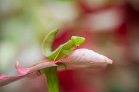 this is the type of mantish that is most often found, they are very tame so easy to photograph, this praying mantis also has a unique and beautiful pose.の写真素材
