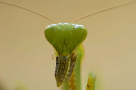 this is the type of mantish that is most often found, they are very tame so easy to photograph, this...