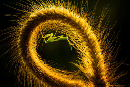 this is the type of mantish that is most often found, they are very tame so easy to photograph, this praying mantis also has a unique and beautiful pose.の写真素材