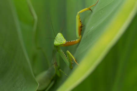 this is the type of mantish that is most often found, they are very tame so easy to photograph, this...