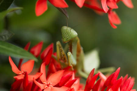this is the type of mantish that is most often found, they are very tame so easy to photograph, this praying mantis also has a unique and beautiful pose.の写真素材