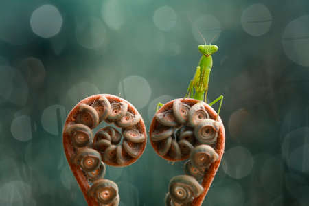 this is the type of mantish that is most often found, they are very tame so easy to photograph, this praying mantis also has a unique and beautiful pose.の写真素材