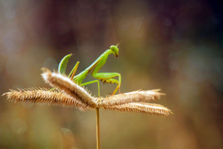 this is the type of mantish that is most often found, they are very tame so easy to photograph, this praying mantis also has a unique and beautiful pose.の写真素材
