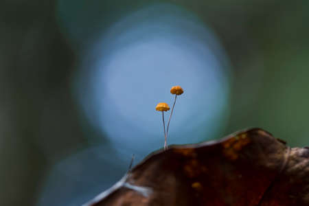 This small fungus grows on dry leaves, which are in a humid place, many grow in the rainy season and grow very short, this fungus is interesting because the stems are very small.の写真素材
