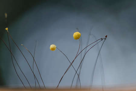 This small fungus grows on dry leaves, which are in a humid place, many grow in the rainy season and...