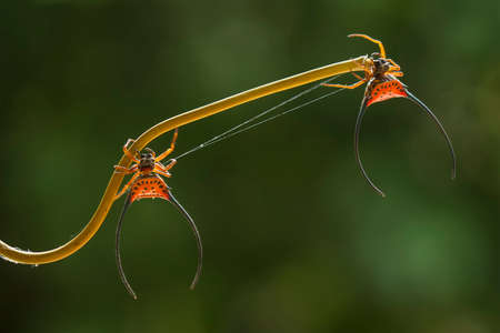 Horned spider lives predominantly in primary forest. As members of the orb-weaver family of spiders, these amazing creatures build the typical circular web of their cousins across pathwaysの写真素材