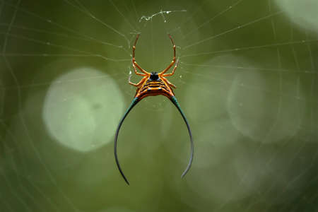 Horned spider lives predominantly in primary forest. As members of the orb-weaver family of spiders, these amazing creatures build the typical circular web of their cousins across pathwaysの写真素材