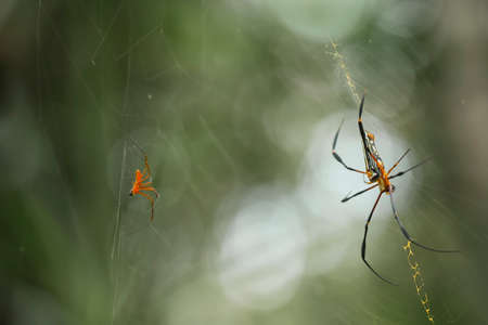 Horned spider lives predominantly in primary forest. As members of the orb-weaver family of spiders, these amazing creatures build the typical circular web of their cousins across pathwaysの写真素材