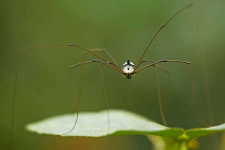 Horned spider lives predominantly in primary forest. As members of the orb-weaver family of spiders,...