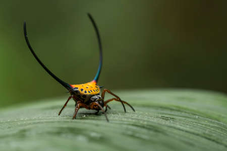 Horned spider lives predominantly in primary forest. As members of the orb-weaver family of spiders,...