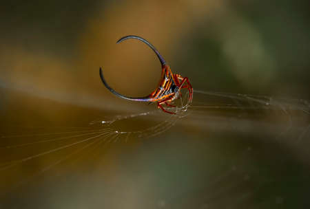 Horned spider lives predominantly in primary forest. As members of the orb-weaver family of spiders,...