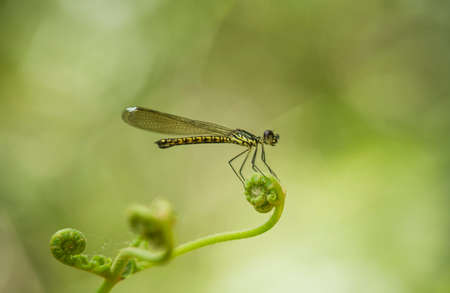 Dragonflies are beautiful animals,but they are also fierce predators. Dragonflies can fly in all...