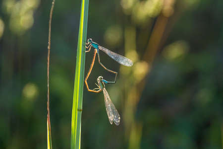 Dragonflies are beautiful animals,but they are also fierce predators. Dragonflies can fly in all...