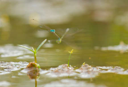 Dragonflies are beautiful animals,but they are also fierce predators. Dragonflies can fly in all...