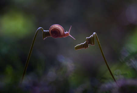 Snails are unique small animals, slimy and shelled, their shells vary and are unique according to their origin. Snails are found in humid and wet areasの写真素材