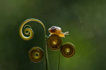 Snails are unique small animals, slimy and shelled, their shells vary and are unique according to their origin. Snails are found in humid and wet areas.の写真素材