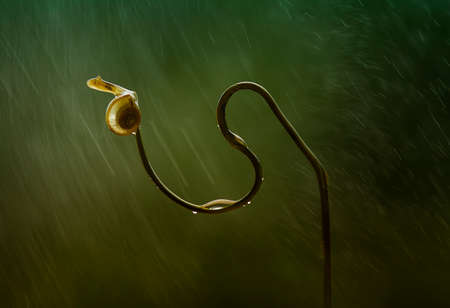 Snails are unique small animals, slimy and shelled, their shells vary and are unique according to...
