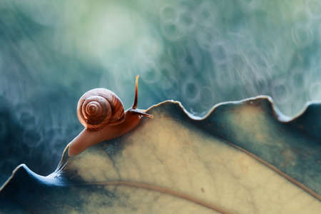 Snails are unique small animals, slimy and shelled, their shells vary and are unique according to...