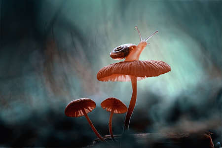 Snails are unique small animals, slimy and shelled, their shells vary and are unique according to...