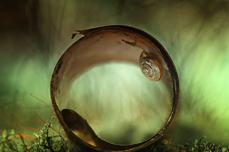 Snails are unique small animals, slimy and shelled, their shells vary and are unique according to...