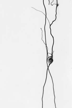 Snails are unique small animals, slimy and shelled, their shells vary and are unique according to their origin. Snails are found in humid and wet areas.の写真素材