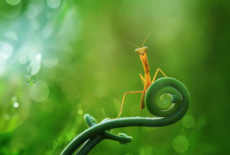 Mantis is a unique animal, this animal uses its skin to disguise its prey among the leaves or trees,...