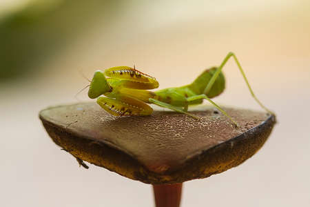 Mantis is a unique animal, this animal uses its skin to disguise its prey among the leaves or trees,...