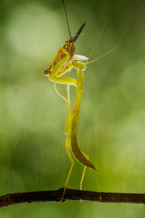 Mantis is a unique animal, this animal uses its skin to disguise its prey among the leaves or trees, there are many types of mantis, usually the color and shape adjusts the place where they live.の写真素材